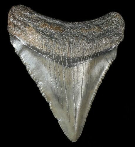 Juvenile Megalodon Tooth #69312